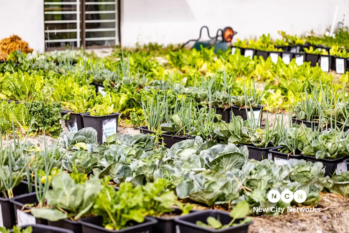 Rows of cabbage, spinach and onions growing in the Nguzo Saba urban farm